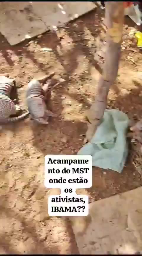 MST caça e mata tatus cadê o IBAMA??