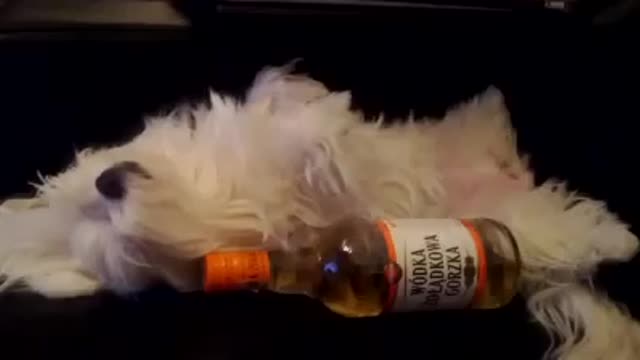 Dog snores after partying hard