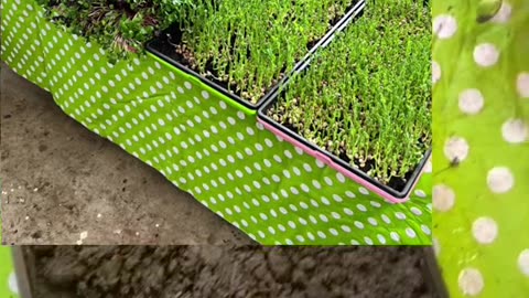 Growing & Harvesting Indoor Gardens Every 7 Days