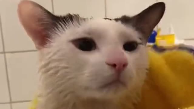 These Cats Videos will put your mood better