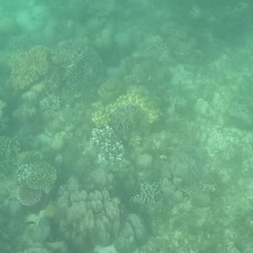 Snorkeling Through Renewal: Exploring a Healing Coral Reef