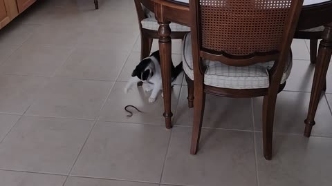 Shorty brings in a SNAKE!