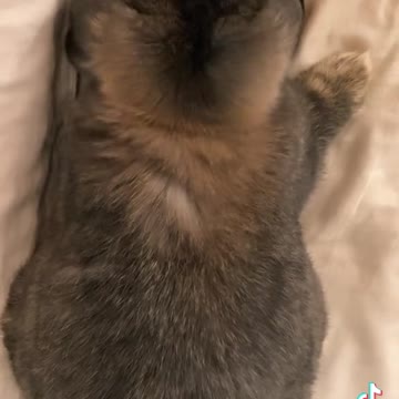 bunny licking my bed