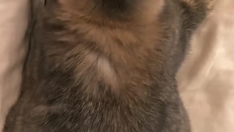bunny licking my bed