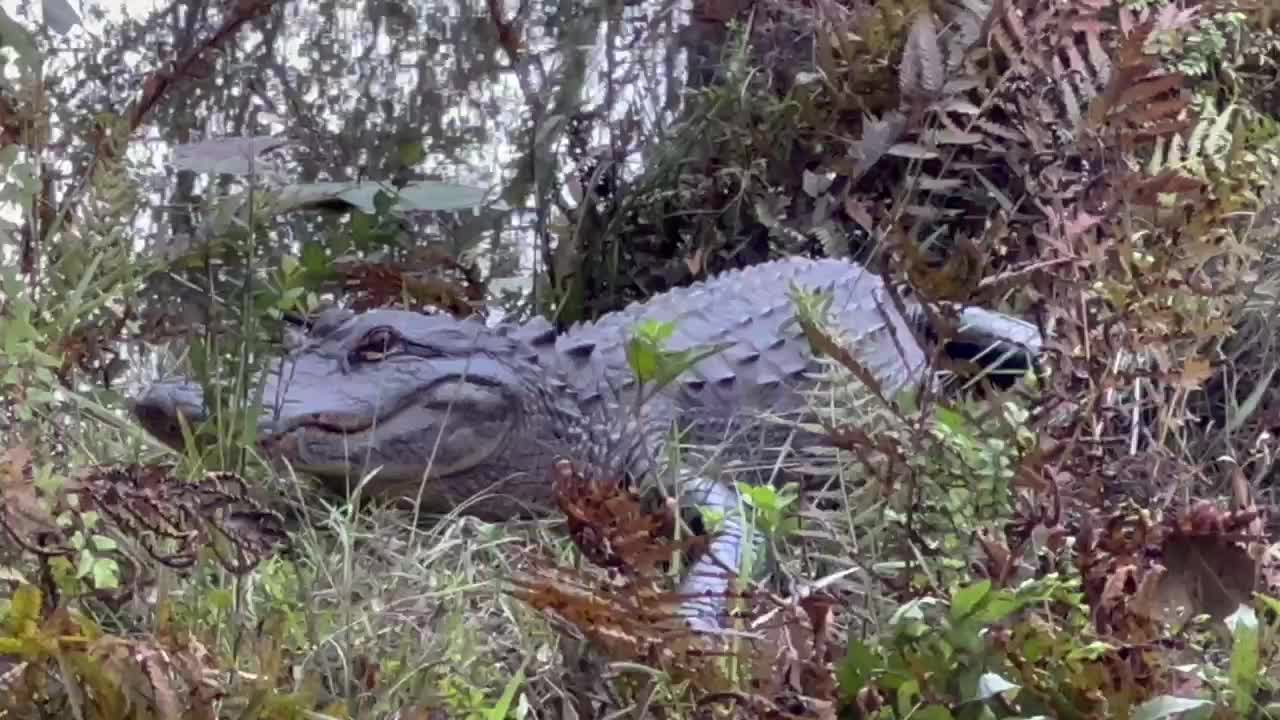 Momma Alligator Godzilla survived Hurricane Ian