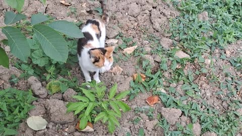Colorful cute street cat.