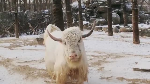 The excited yak