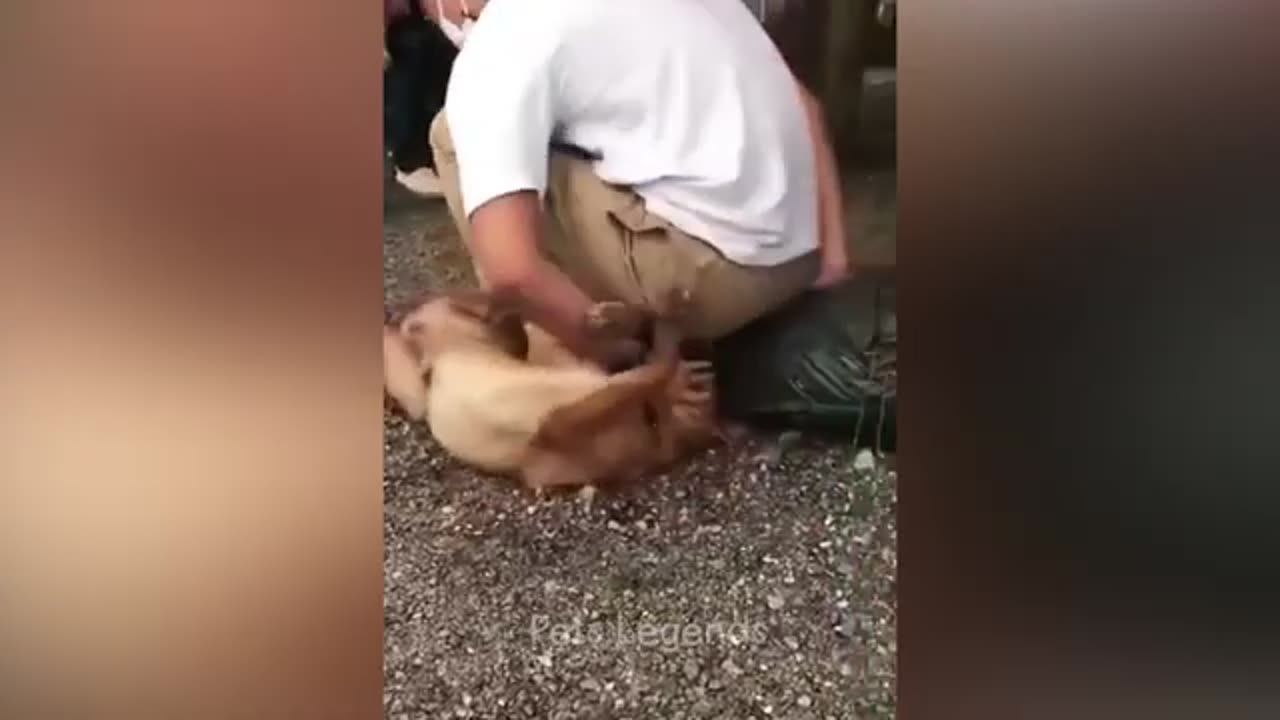 Funny animals