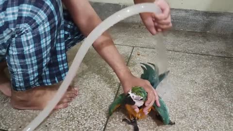 Blue and gold macaw shower time