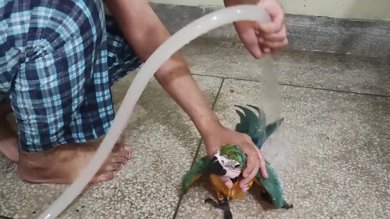 Blue and gold macaw shower time