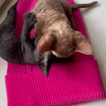 two baby little ctas playing looking so preety