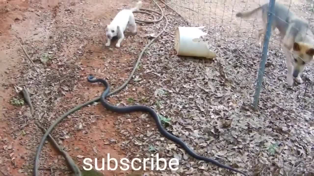 Cobra VS Dogs fight