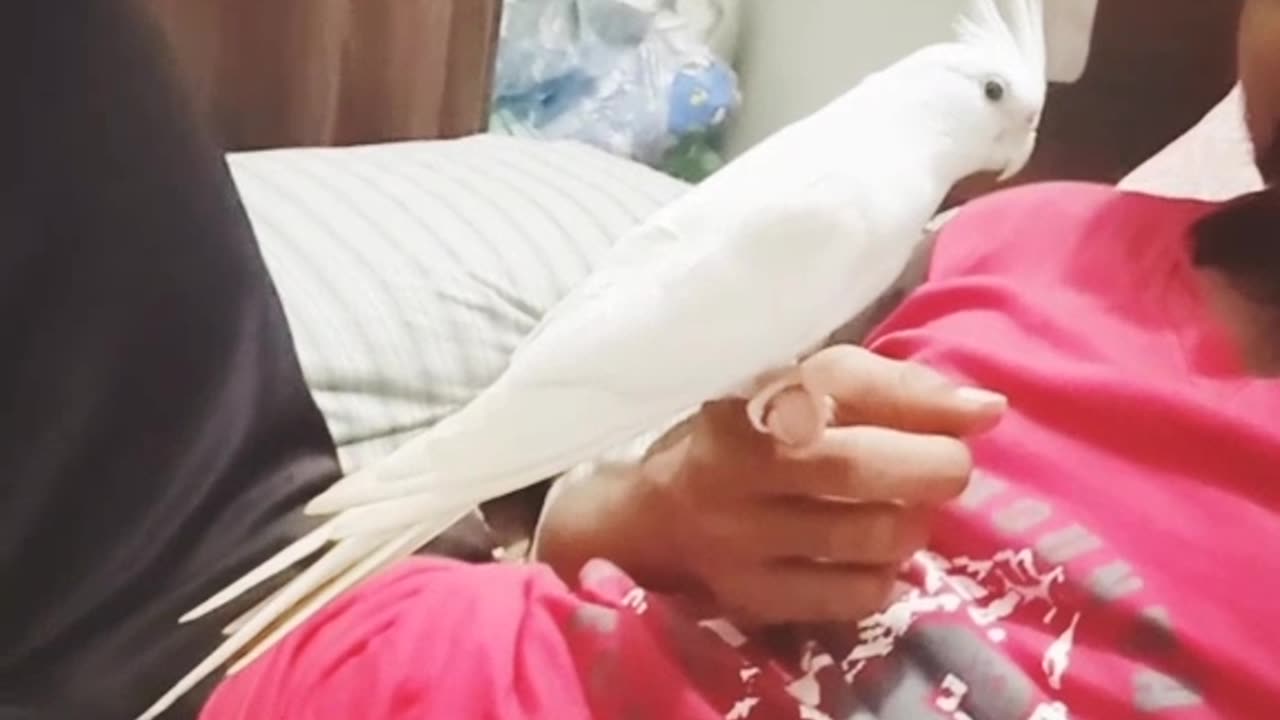 Cocktail parrot singing 🐦😇