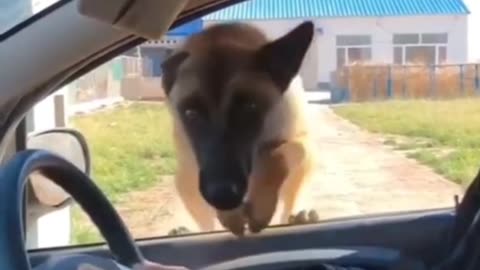 Funny Dog