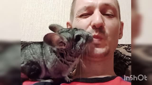 Loving chinchilla