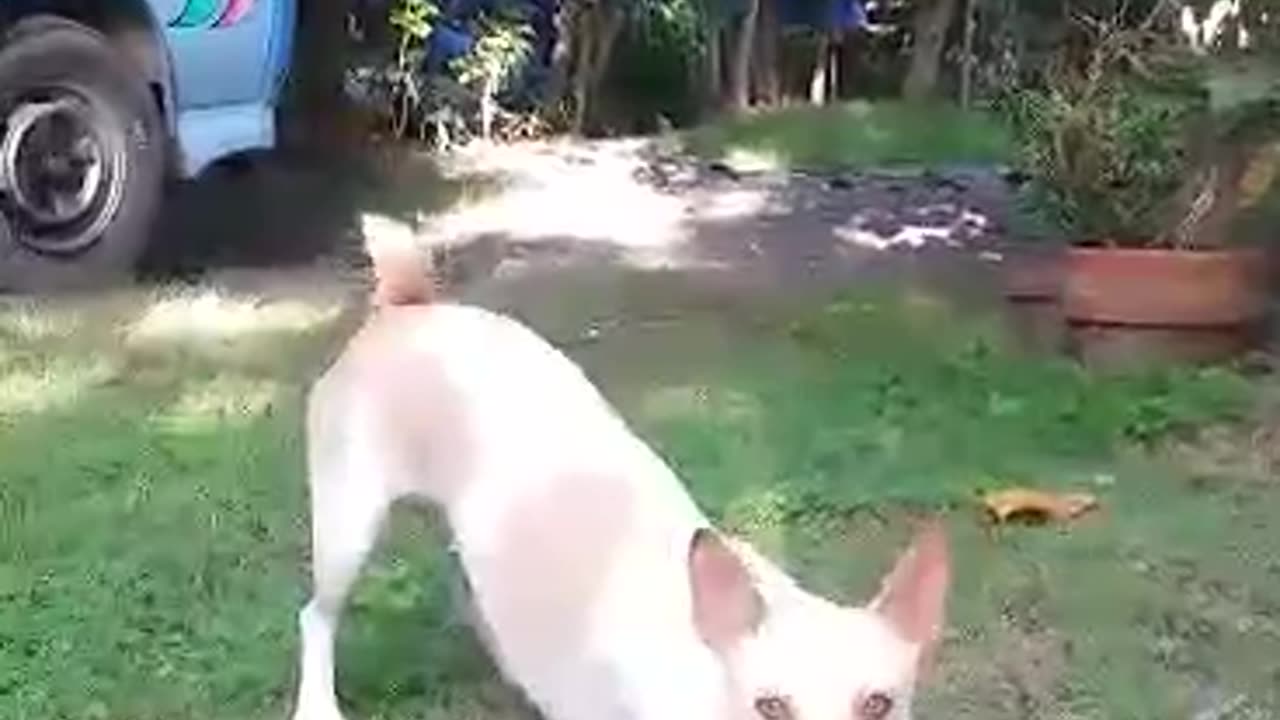 Funny Playful dog