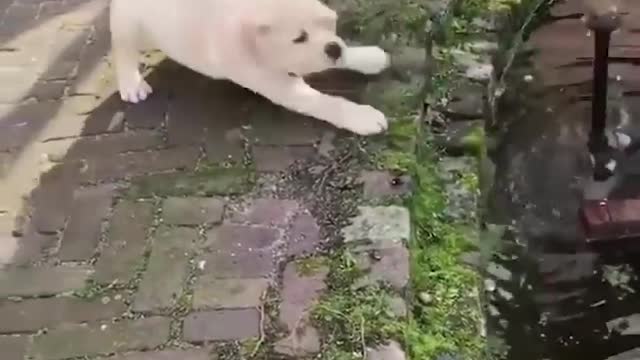 Funniest & Cutest Labrador Puppies #3 - Funny Puppy Videos 2020