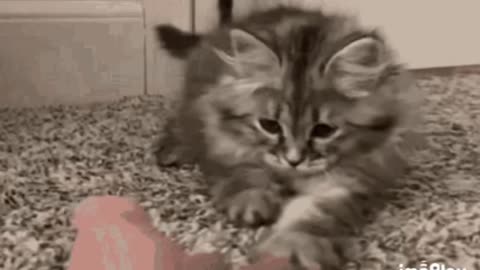 Cute Cat Gif