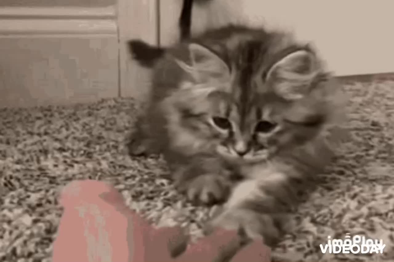 Cute Cat Gif