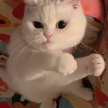 Cats funny videos _ funny videos cats and pets #shorts