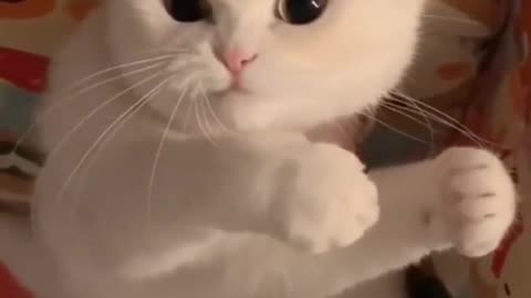 Cats funny videos _ funny videos cats and pets #shorts