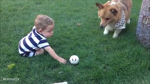 Corgi Are The Best - CUTEST Compilation