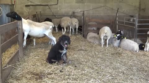 Chiot (3 mois) Berger de la Sila (chien de protection originaire d'Italie).