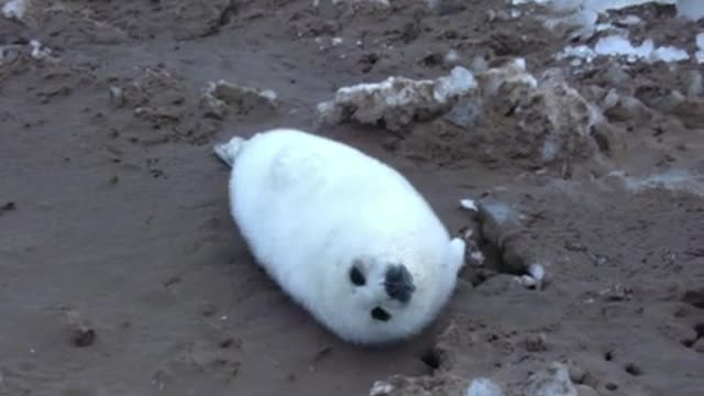 seal pup.AVI