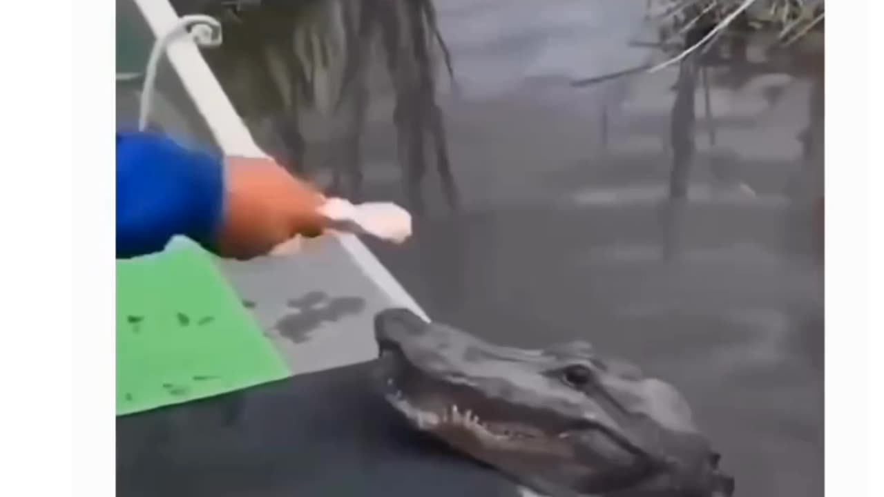 Crocodile Having Fun🤷‍♂️🤷‍♂️