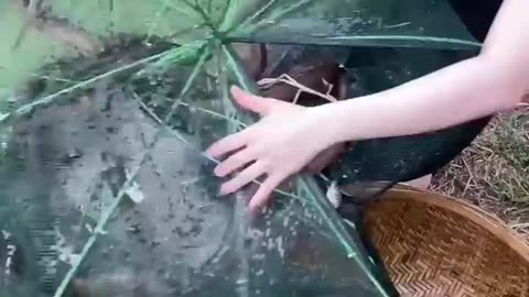 Amazing 20 Holes Fish Trapping Technique 👏