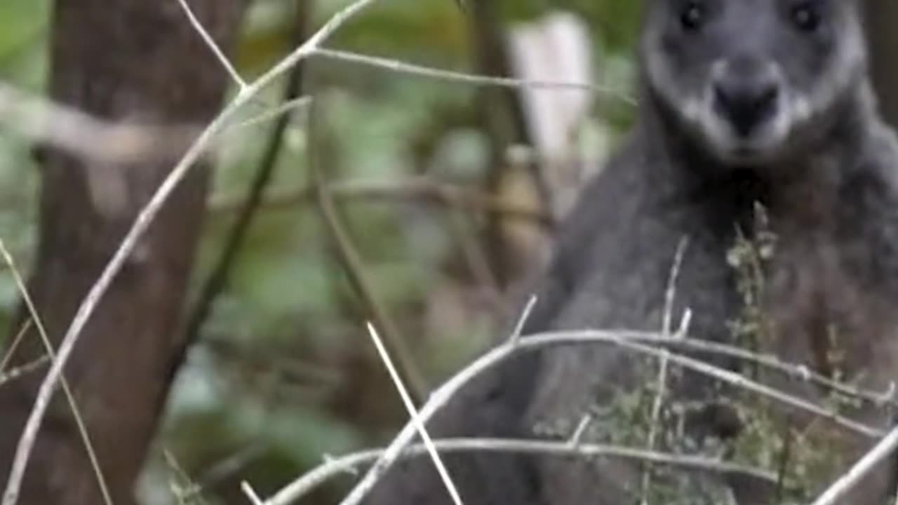 kangroo videos