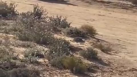 A Cheetah Hunting A Prey Viewed From A Far Distance