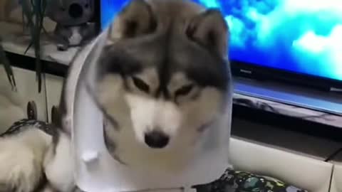 I'm kind of a dog who's been on a plane