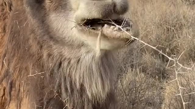 Breakfast for camels