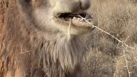 Breakfast for camels