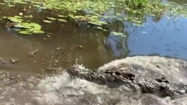 Our big wild croc going nuts #crocs #wild #australia