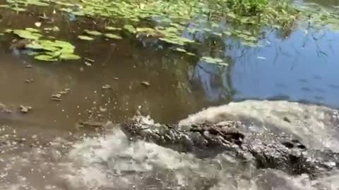 Our big wild croc going nuts #crocs #wild #australia