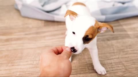 Dog is Eating Food from human hands #puppy #doglife #instadog #viralshorts #youtubeshorts #