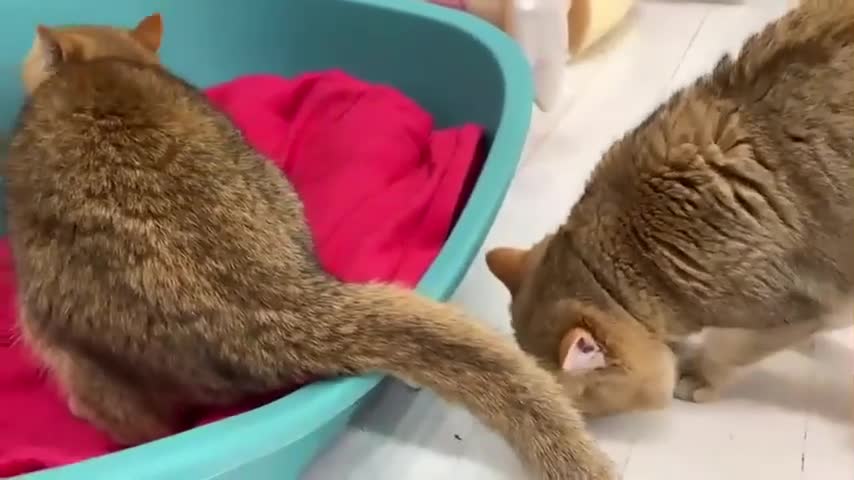 Mom cat carries a newborn kitten to the bed because she does not like the couch