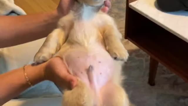 Funny Animals videos - Ep.3