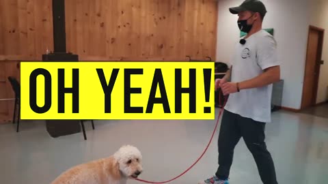 Transforming mischievous pups into well-behaved doggy dynamos, one training session at a time!