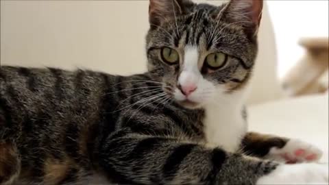 Crazy Cat vs Plastic Ball