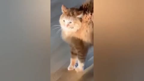 HOUR FUNNY CATS COMPILATION 2022😂_ Funny and Cute Cat Videos😸 ! - 027