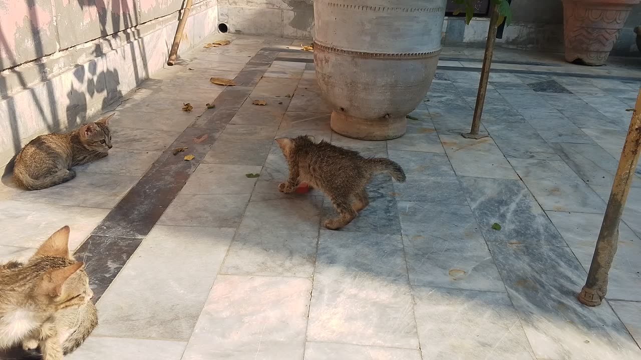 Kitten enjoy sunlight and play