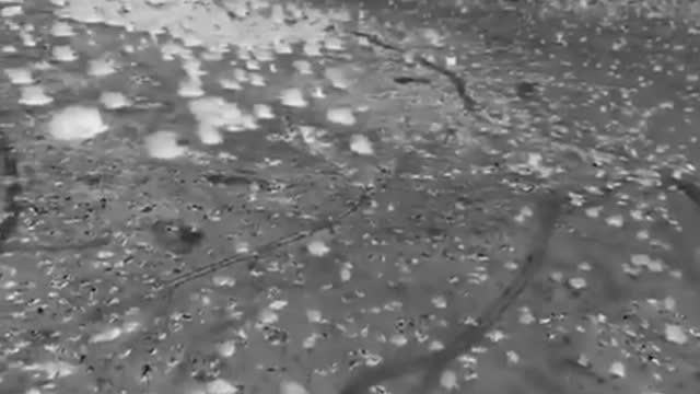 57,000 dead cows in Rajasthan India