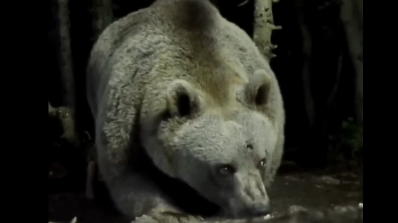 wow big bear 🐻