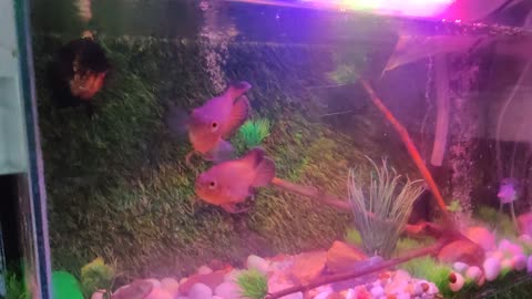 aquarium Oscar fish 😍😍😍