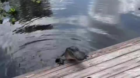 she almost got caught by the crocodile