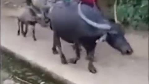 Sitting on the cow