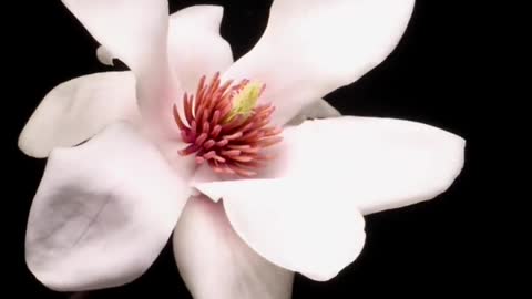 The flowering season is very beautiful